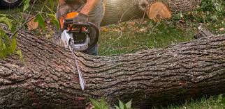 Best Hazardous Tree Removal  in Defuniak Springs, FL