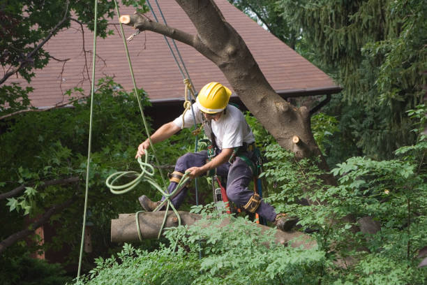 How Our Tree Care Process Works  in  Defuniak Springs, FL